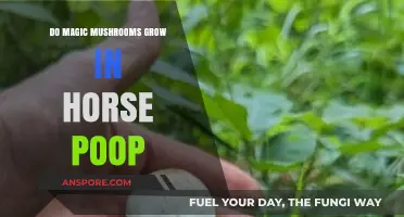 Can Magic Mushrooms Thrive in Horse Manure? Exploring the Myth