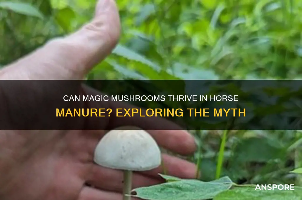 do magic mushrooms grow in horse poop