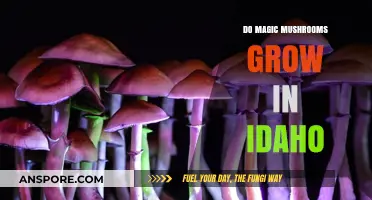 Exploring Idaho's Forests: Do Magic Mushrooms Thrive in the Gem State?