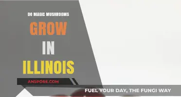 Exploring Illinois: Can Magic Mushrooms Thrive in the Prairie State?