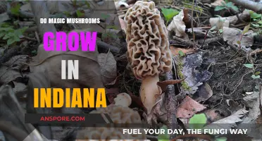Exploring Indiana's Forests: Do Magic Mushrooms Grow Here?