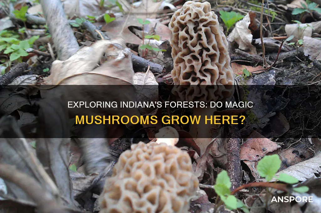 do magic mushrooms grow in indiana