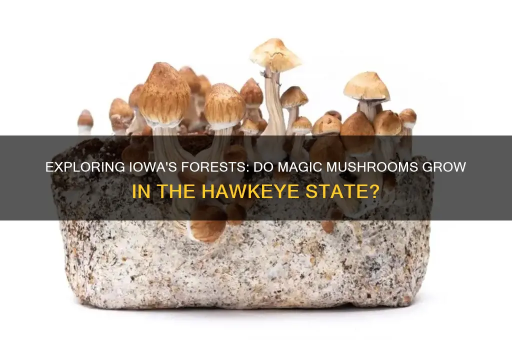 do magic mushrooms grow in iowa