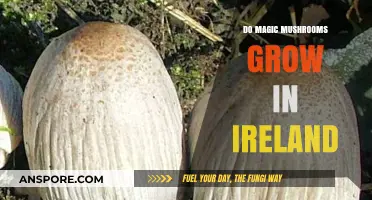 Exploring Ireland's Forests: Do Magic Mushrooms Grow in Irish Soil?