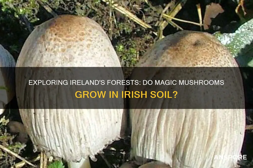 do magic mushrooms grow in ireland