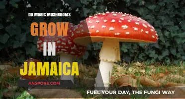 Exploring Jamaica's Forests: Do Magic Mushrooms Thrive in This Tropical Paradise?
