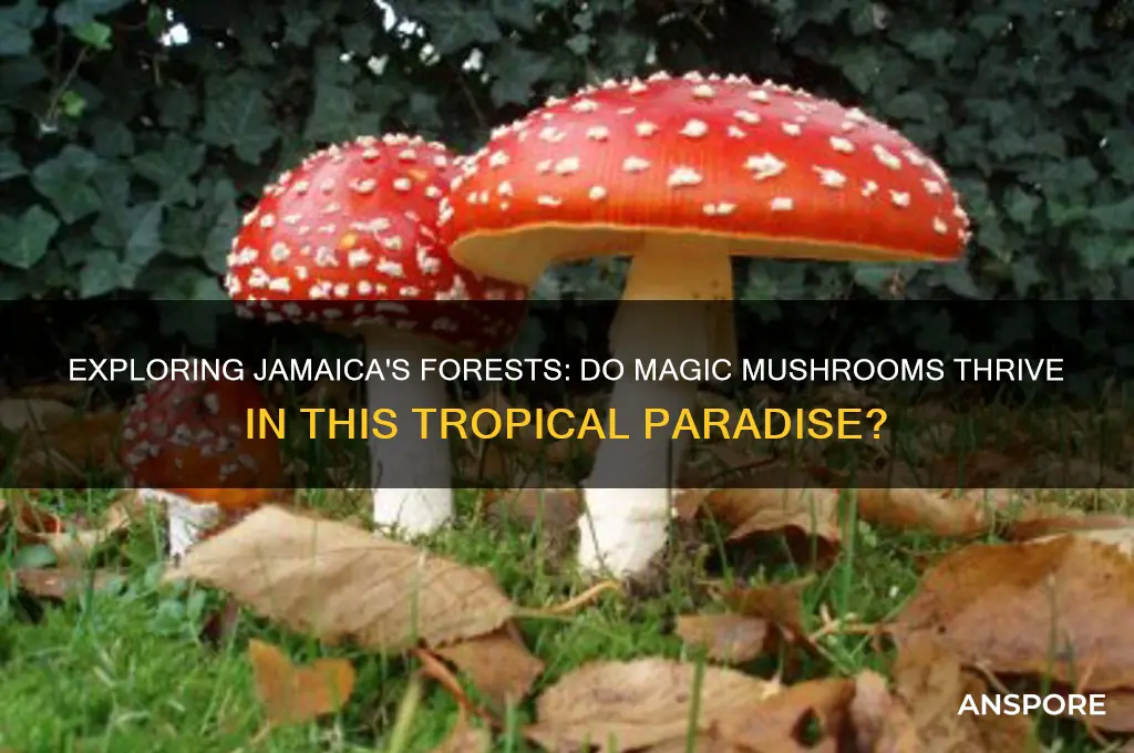 do magic mushrooms grow in jamaica