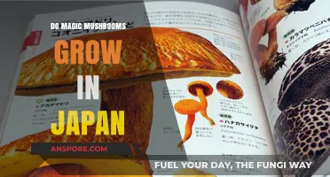 Exploring Japan's Forests: Do Magic Mushrooms Grow in Japan?