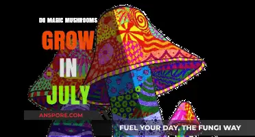 Can You Find Magic Mushrooms Growing in July? A Guide