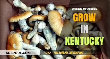 Exploring Kentucky's Forests: Do Magic Mushrooms Grow Here?