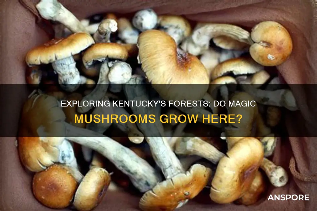 do magic mushrooms grow in kentucky