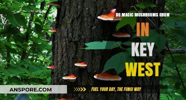 Exploring Key West's Psychedelic Scene: Do Magic Mushrooms Grow Locally?