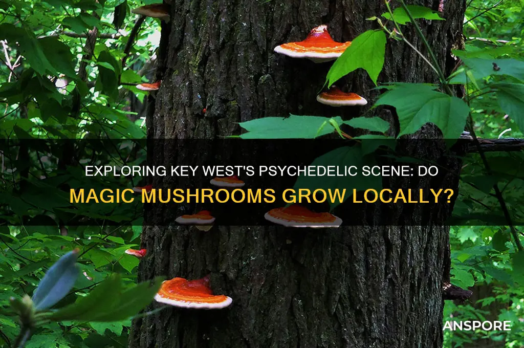 do magic mushrooms grow in key west
