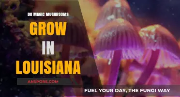Exploring Louisiana's Forests: Do Magic Mushrooms Grow in the Bayou State?