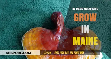 Exploring Maine's Forests: Do Magic Mushrooms Thrive in This State?