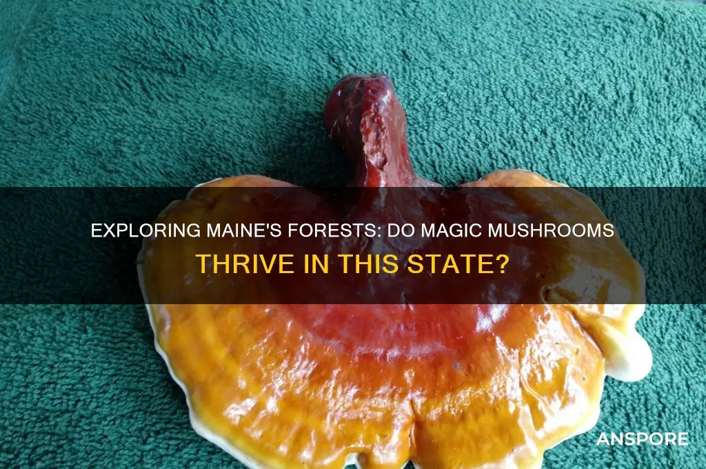 do magic mushrooms grow in maine