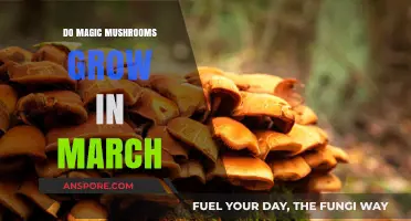 March Mushroom Hunt: Can You Find Magic Mushrooms This Month?