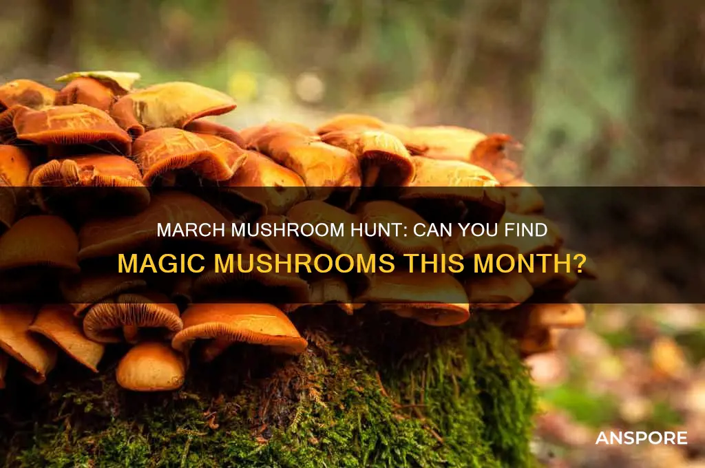 do magic mushrooms grow in march