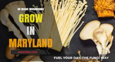 Exploring Maryland's Forests: Can Magic Mushrooms Grow Here?