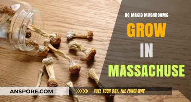 Exploring Massachusetts: Can Magic Mushrooms Thrive in Its Climate?