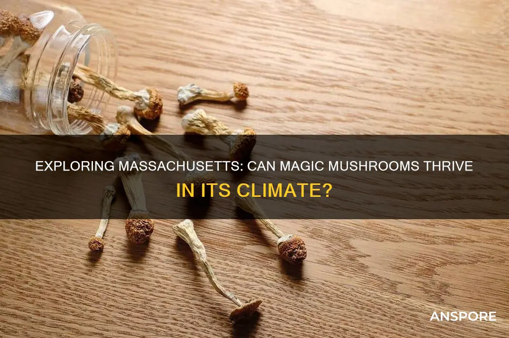 do magic mushrooms grow in massachusetts