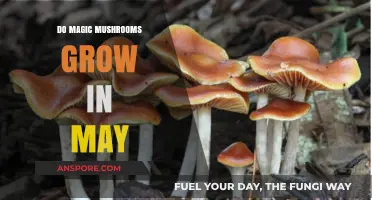 Can You Find Magic Mushrooms Growing in May? A Guide