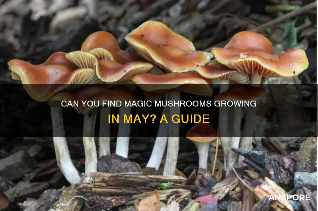 do magic mushrooms grow in may