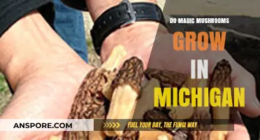 Exploring Michigan's Forests: Do Magic Mushrooms Grow Here?