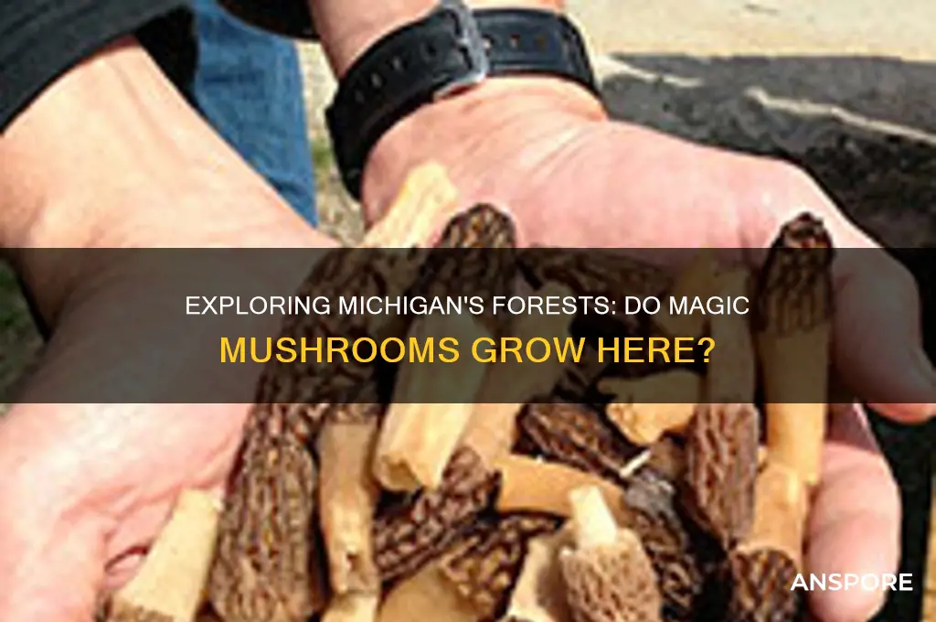 do magic mushrooms grow in michigan