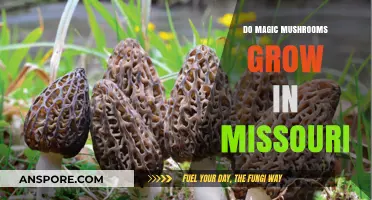Exploring Missouri's Forests: Do Magic Mushrooms Grow Here?