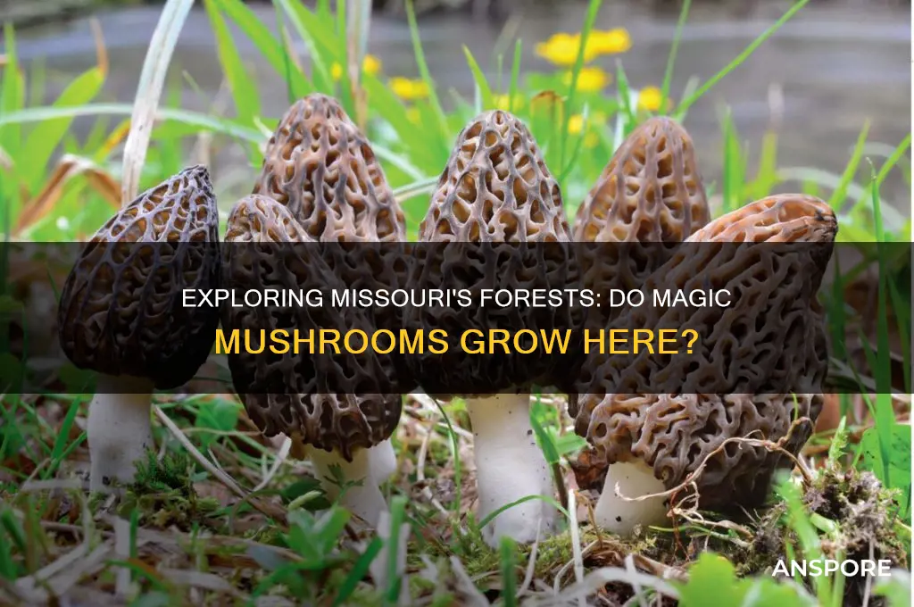 do magic mushrooms grow in missouri