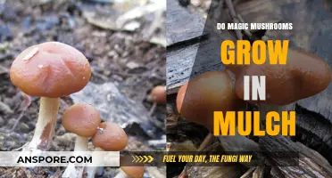 Can Magic Mushrooms Thrive in Mulch? Exploring Psilocybin Growth Conditions