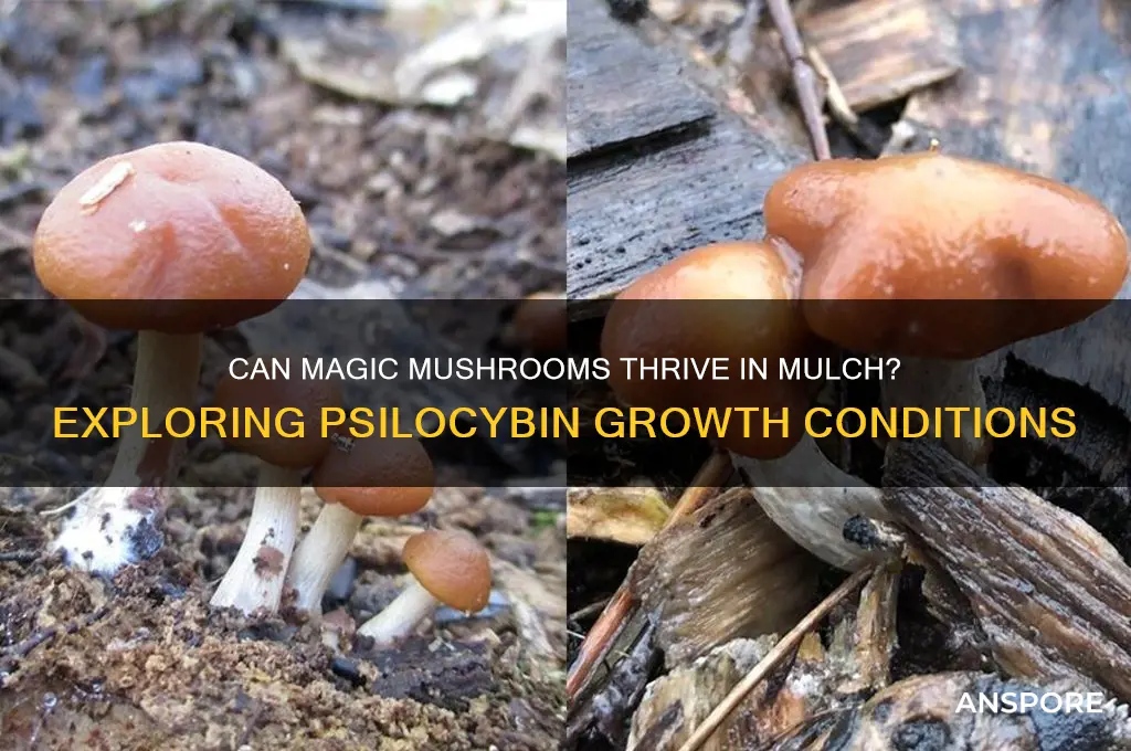 do magic mushrooms grow in mulch