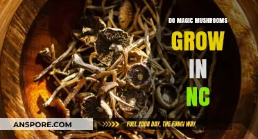 Exploring NC's Forests: Do Magic Mushrooms Grow in North Carolina?