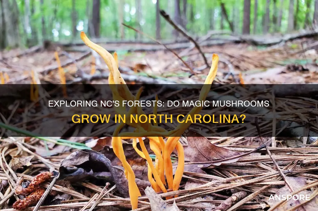 do magic mushrooms grow in nc