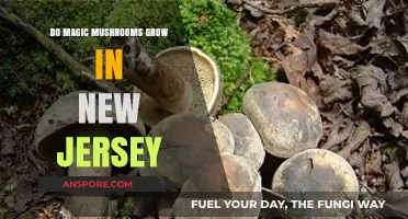 Exploring New Jersey's Forests: Do Magic Mushrooms Grow Here?