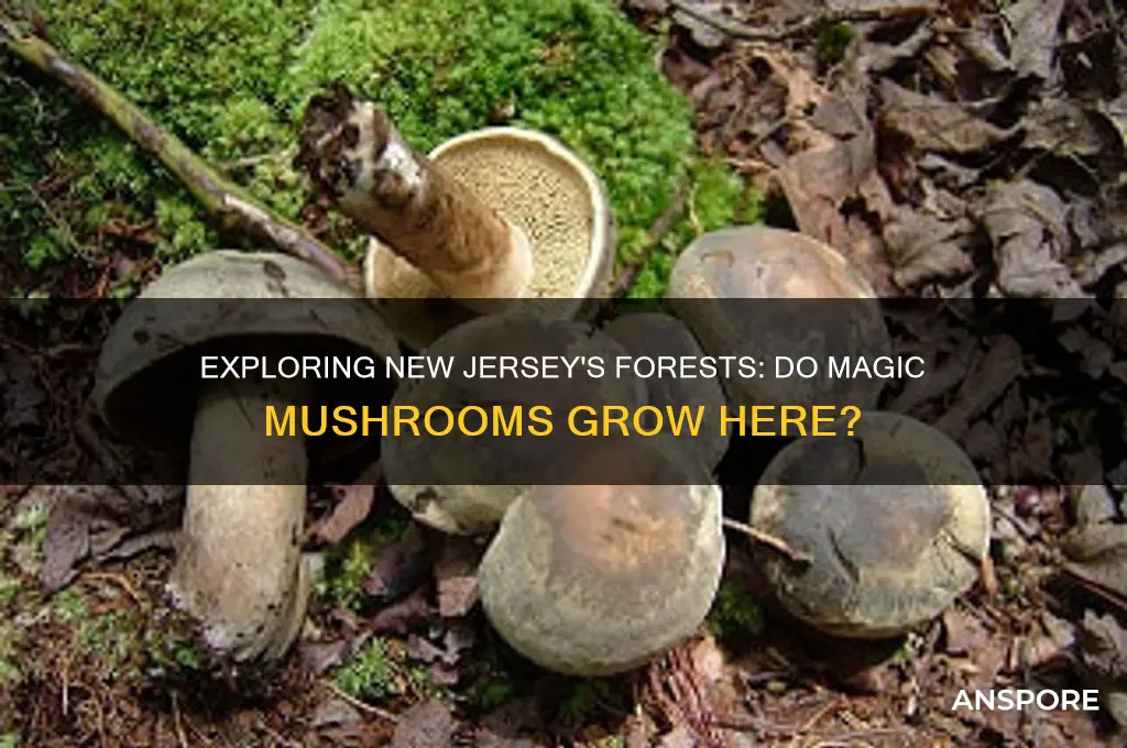 do magic mushrooms grow in new jersey