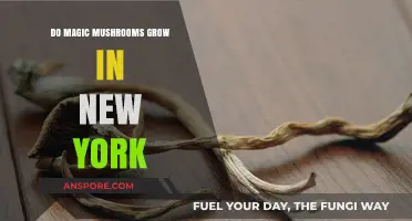 Exploring New York's Forests: Do Magic Mushrooms Grow Here?