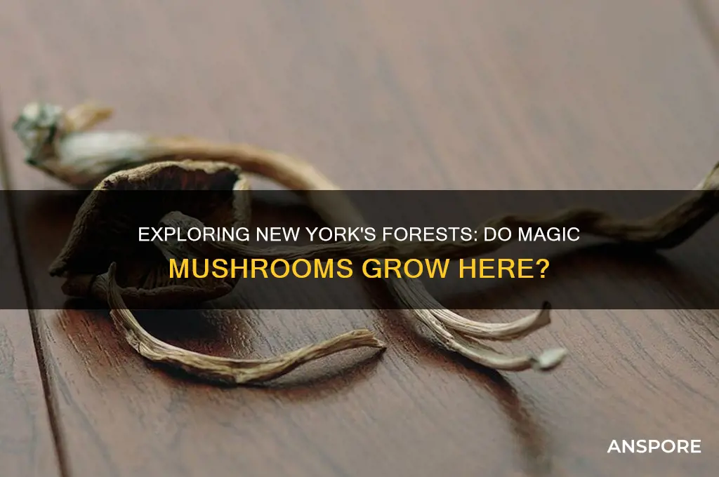do magic mushrooms grow in new york
