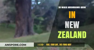 Exploring New Zealand's Forests: Do Magic Mushrooms Grow Here?