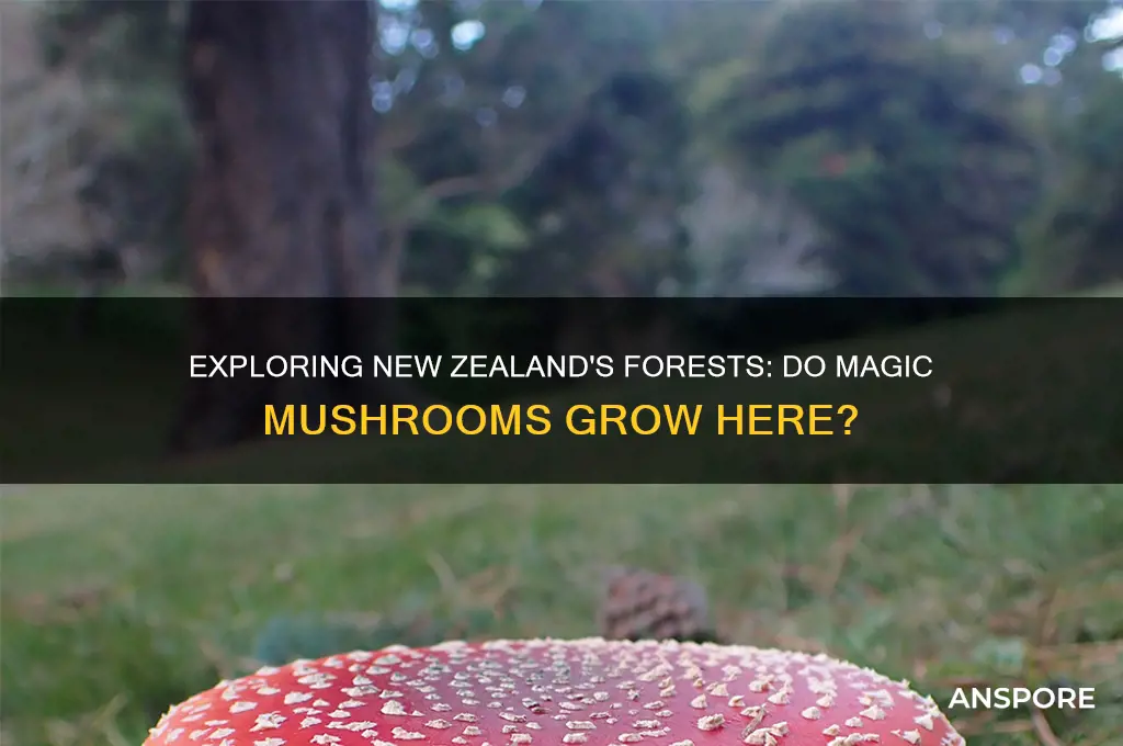 do magic mushrooms grow in new zealand