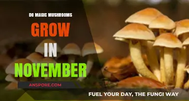 Can You Find Magic Mushrooms Growing in November? A Guide