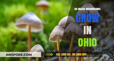 Exploring Ohio's Forests: Can Magic Mushrooms Grow in the Buckeye State?