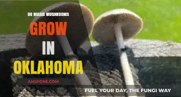 Exploring Oklahoma's Forests: Do Magic Mushrooms Grow Here?