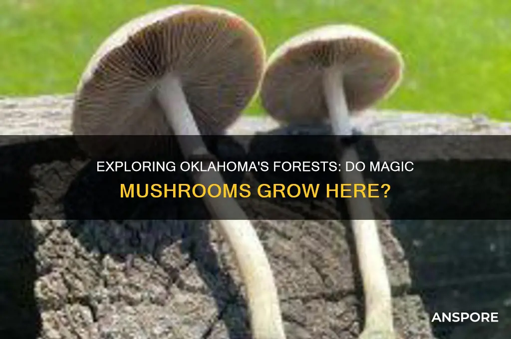 do magic mushrooms grow in oklahoma