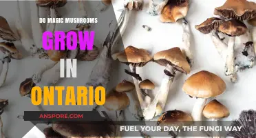 Exploring Ontario's Forests: Do Magic Mushrooms Grow Here?