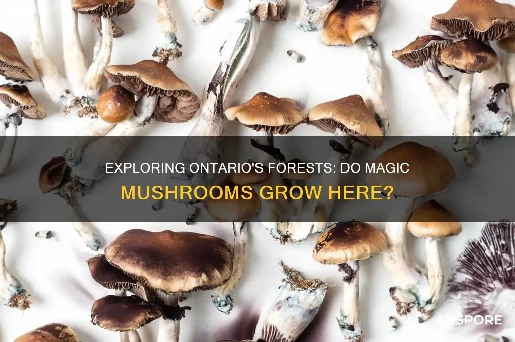 do magic mushrooms grow in ontario