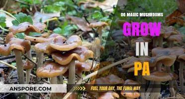 Do Magic Mushrooms Grow in PA? Exploring Psilocybin Fungi in Pennsylvania