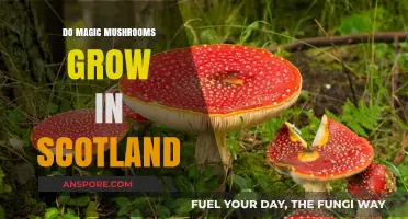 Exploring Scotland's Forests: Do Magic Mushrooms Thrive in the Wild?