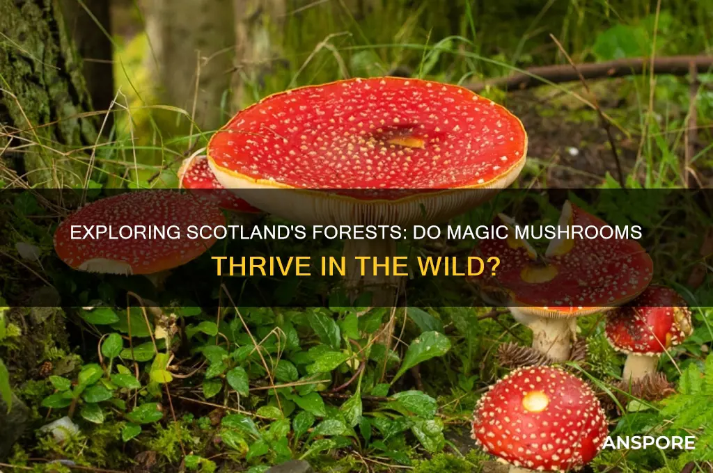 do magic mushrooms grow in scotland